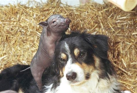 Cute Photos Of Puppies And Pigs The Only Way To Celebrate