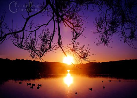 Ducks On Lake Purple Sunset By Chamelledesigns On Deviantart