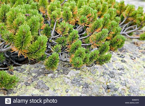 Dwarf Mountain Pine Pinus Mugo Closeup Stock Photo Alamy