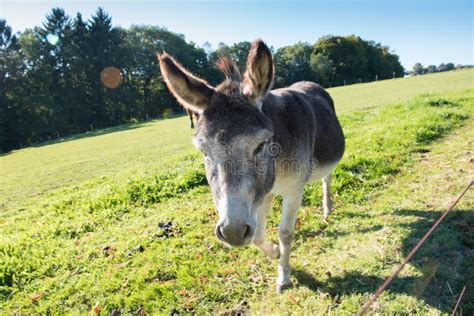 Donkey Walking On The Meadow And Eating Stock Photo Image Of Eyes