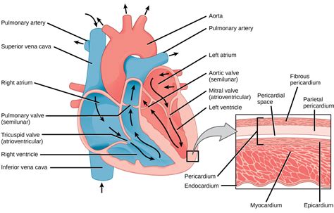 Structure Of The Heart Biology For Majors Ii