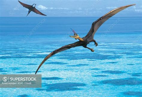 Pteranodon Sternbergi Flying Reptiles Belonging To Pterosaurs Not Dinosaurs Soaring On