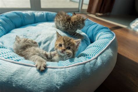 Cute Kitten On Bed Stock Image Image Of Beautiful Cozy 106905193