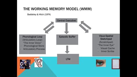 Memory The Working Memory Model Youtube