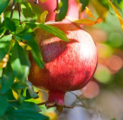 Nodoc Pomegranate Anaar Fruit Seed Price In India Buy Nodoc