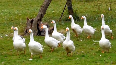 Domestic Geese Walking Around In A Garden Youtube