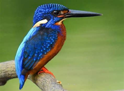 Have You Heard About The Kingfisher Birds
