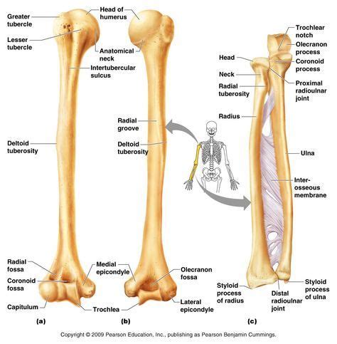 This is a long bone that helps in supporting and moving the upper arm. Humerus, Radius, Ulna | Anatomy bones, Human anatomy and ...