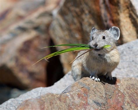 Rare Shot Of A Pika Chosen As Wildlife Photo Of The Year American