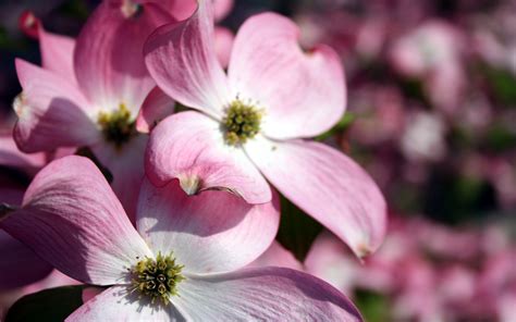 Pink Flowers Wallpapers Hd Wallpapers Id 5581