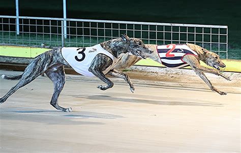 Power Slave Greyhound Form Stats And News