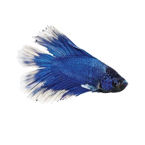 Male Doubletail Bettas For Sale Order Online Petco