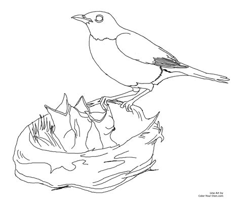 Also you can search for other artwork with our tools. Hudyarchuleta: Baby Robin Coloring Pages