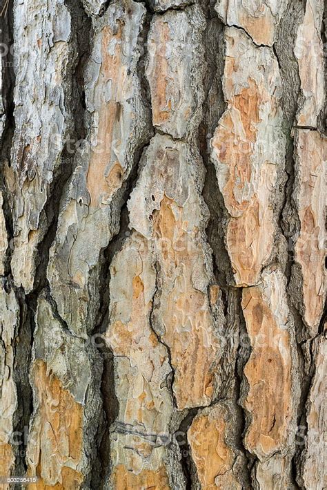 Natural Texture Tree Bark Stock Photo - Download Image Now - iStock