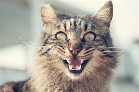 How To Tell If Your Cat Is Happy These 8 Signs Will Show You Animallama