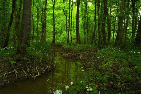 Forest Stream By Lillianevill On Deviantart