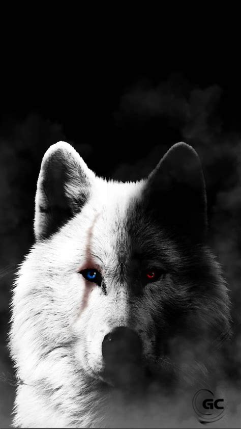 Black And White Wolves Together Wallpaper