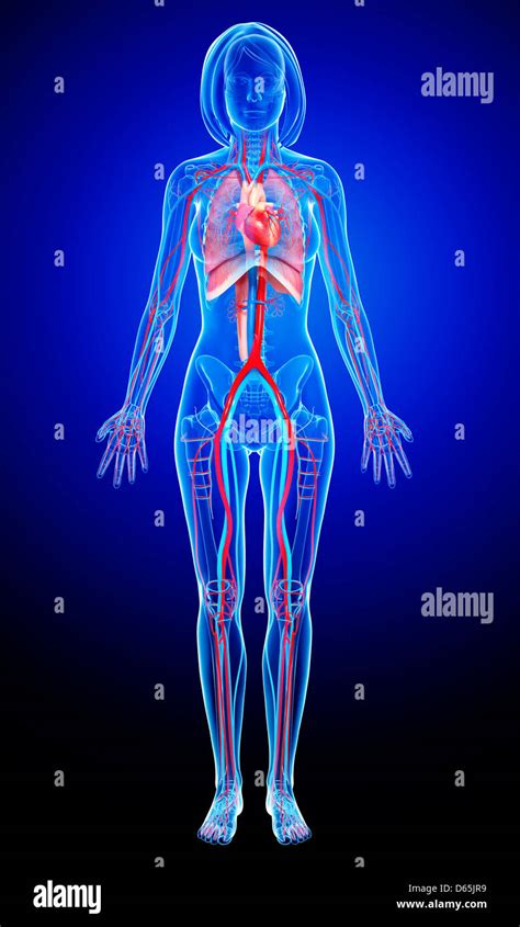 Female Anatomy Hi Res Stock Photography And Images Alamy