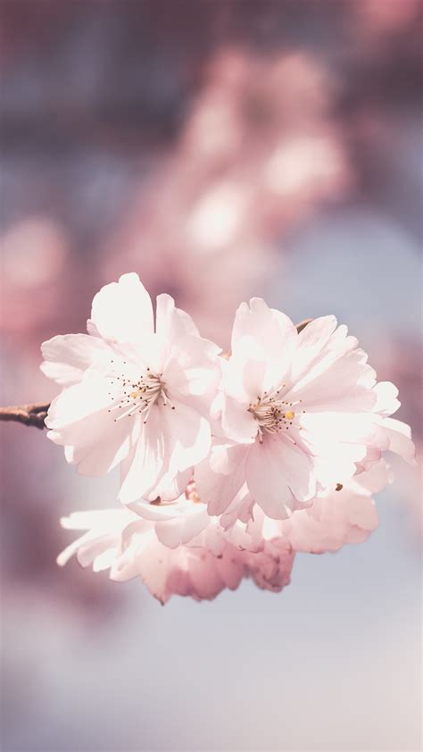 Pink Flower Blossoms Iphone 12 Wallpaper