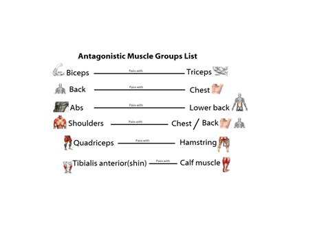 I am not going to be covering exercises in this video, and i am going to use the more common known names of the muscles whenever possible. Skeletal Muscles and Antagonistic pairs