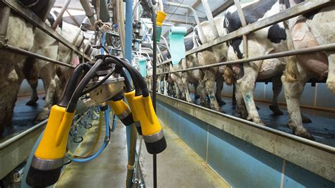 Aprender Sobre 52 Imagem Hucow Dairy Farm Vn