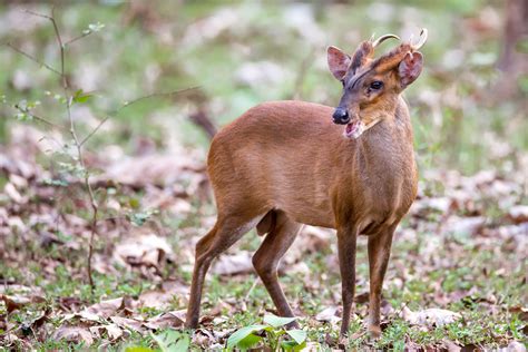 There are deer magazines and exotic pet magazines which advertise the muntjac for sale. Muntjac Deer Pet Uk - Pet's Gallery