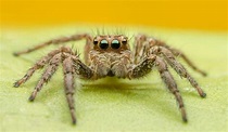 Aracnofobia: medo de aranhas - Psicólogos em Brasília - DF e Psicólogos ...