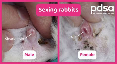 Sexing Rabbits Pdsa