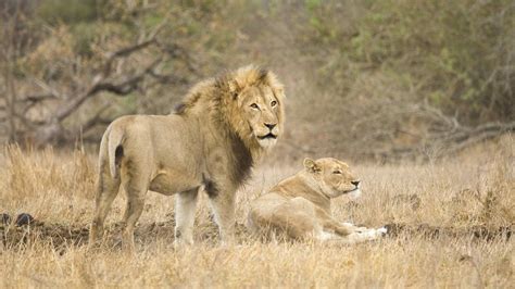 Vertet Tote Löwen In Nationalpark In Uganda Entdeckt