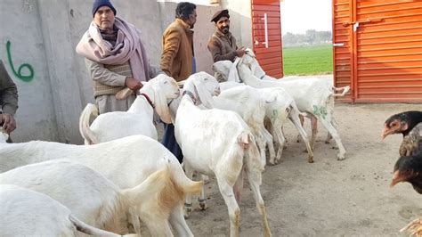 Mohammad Sabir Goat Farm Dera Ghazi Khan 03448596564 2019 Tariq 13mohammad Sabir Goat Farm