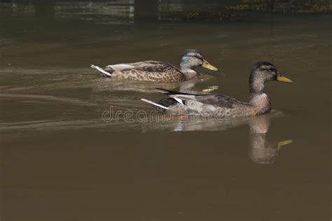 Two Wild Ducks Swimming Stock Photo Image Of Full Green 56785694