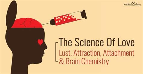 The Science Of Love Beyond Lust Attraction And Attachment Artofit