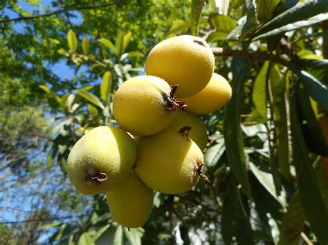 Loquat Wallpaper Hd Wallpaperbetter