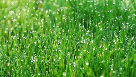 Drops Of Dew On A Green Grass Stock Footage Video 2129936 Shutterstock