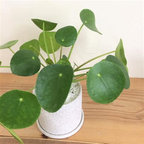 Check spelling or type a new query. ピレア・ペペロミオイデス/盆栽、多肉植物、塊根植物、観葉 ...