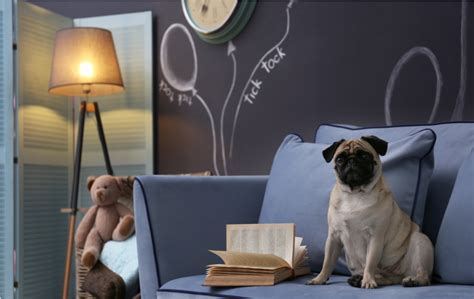 conheça as melhores raças de cachorro para apartamento mdl realty incorporação