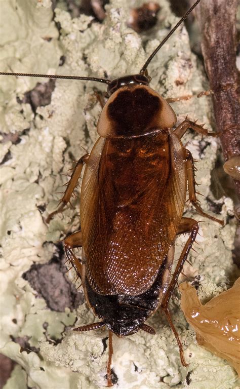 Maryland Biodiversity Project Pennsylvania Wood Cockroach Parcoblatta Pennsylvanica