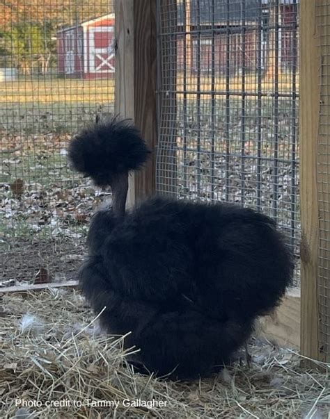 The Incredible Silkie Chicken Ultimate Care Guide More