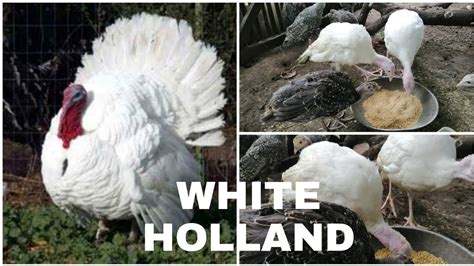 My White Holland Turkey Breader Youtube