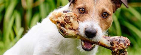 Raw dog food diets are adored by meat eaters for more than just taste alone. Bones, Dogs and Feeding