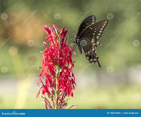 Tiger Swallowtail Del Este Glaucus De Papilio Foto De Archivo Imagen