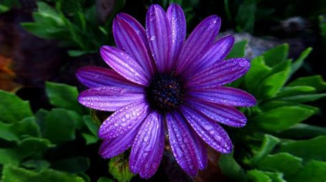 Purple Daisy Image Abyss