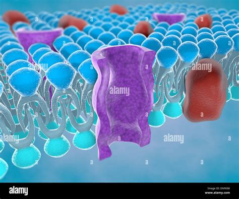 Ion Channel Cell Membrane Illustration Hi Res Stock Photography And