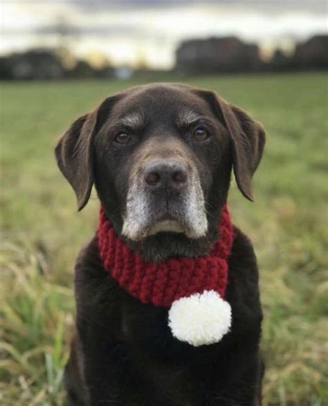 Hand Knitted And Personalised Dog Scarf By Broughton And Co