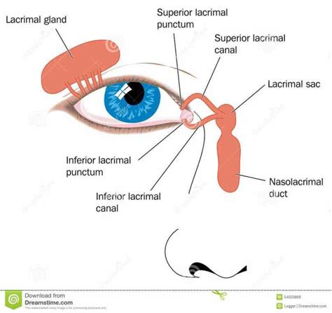 Anatomy Of Lacrimal Gland Medicinebtg