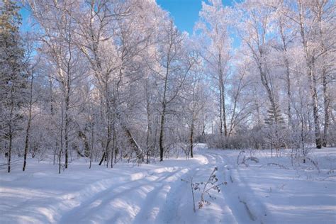 Forest Snow Hoarfrost Birch Road Winter Stock Photo Image Of Grass
