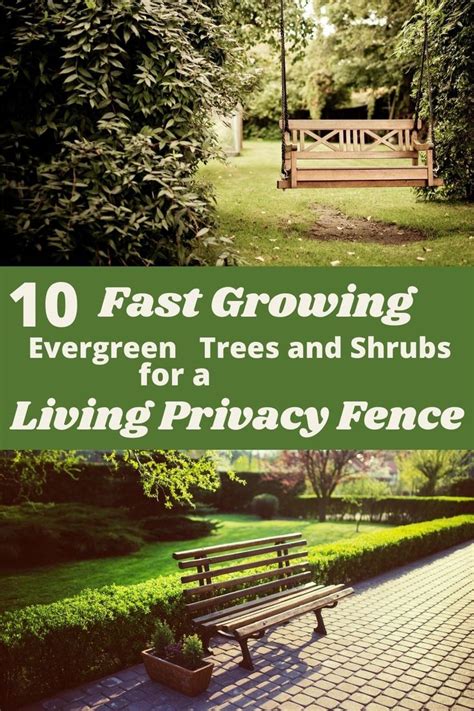 10 Fast Growing Evergreen Trees For Privacy ~ Garden Down South Fast