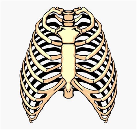 Vector Illustration Of Human Rib Cage Rib Clipart Png PNG Image Transparent PNG Free