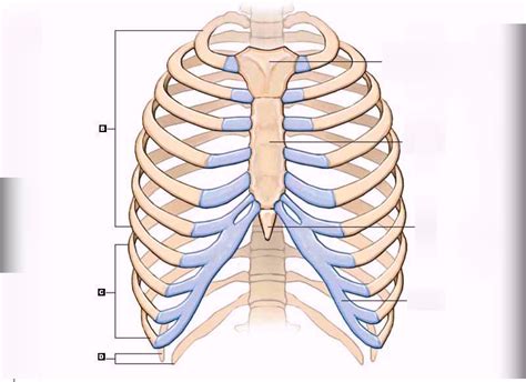 Rib Cage Diagram Quizlet