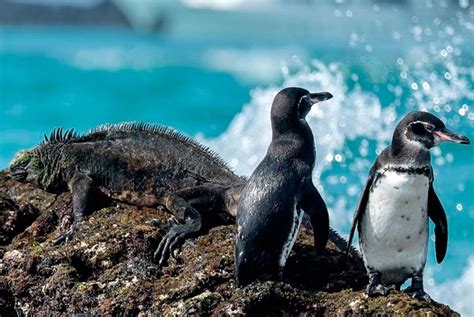Galapagos Islands Animals And Wildlife Bucket List Ecuador Travel